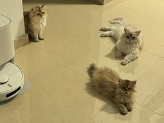 -瑞鹏宠物医院·骨科·猫科·内科(第一中心)