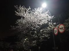 -武汉大学-樱园