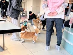 -怪兽屋·羊驼·猫咖·狗咖(俊华广场店)