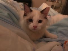 -Bastet sally猫舍购宠(静安店)