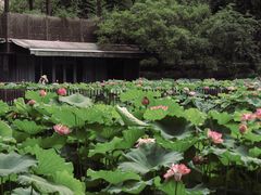 -陈家山荷花公园