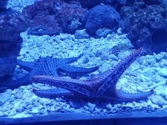 -贝林大翅鲸简餐厅(国家海洋博物馆店)