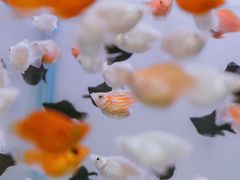 -李村大集
