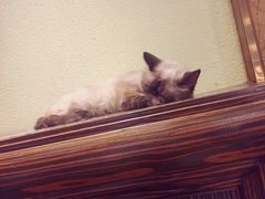 -more than meow吴止猫主题餐厅(承德 中船汇店)