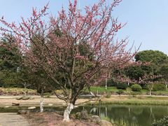 -花溪公园