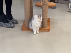 -共舞时光猫咖·狗咖(新街口店)
