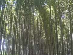 -汉拿树木园