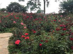 -大塘金香草谷