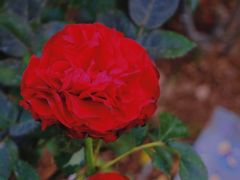 -人民公园(罗湖区)