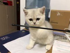 -喵zoo家庭繁育猫舍(尖东智能花园店)