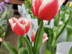 -龙大花卉苗木市场