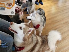 -Husky Go! 哈士奇体验馆·宠物咖啡厅狗咖