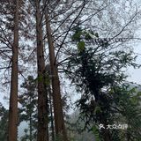 对于这个山，那就真的个野字，野生停车场，野生楼梯