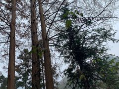 -素山寺森林公园