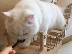 -飞行喵MR PILOT|猫舍·猫咖(静安大融城店)
