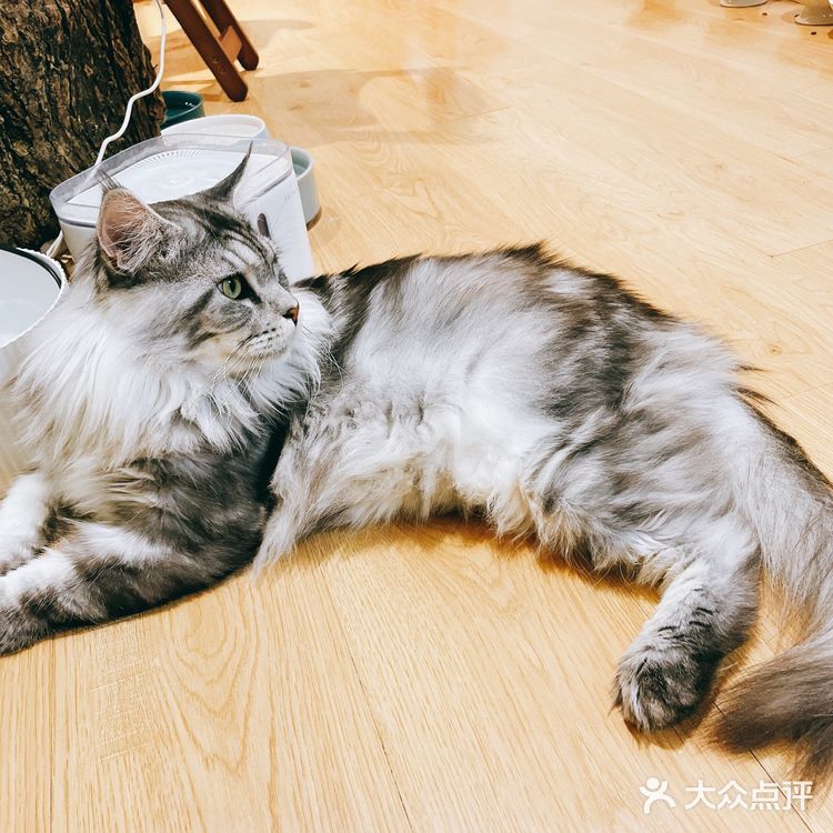上海探店｜可以撸缅因猫的网红猫咖☕️