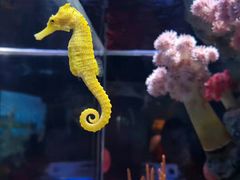 -暹罗海洋世界