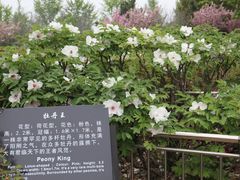 -曹州牡丹园