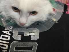 -瑞派长江宠物医院·猫科·外科·24小时夜护(谊城公寓分院)