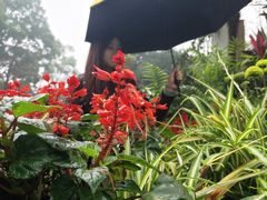 -南山植物园