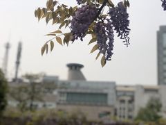 -嘉定紫藤园