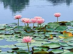 -白鹭湾湿地公园