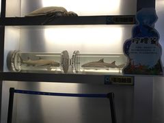 -洛阳龙门海洋馆
