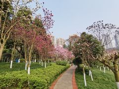 -龙头寺公园