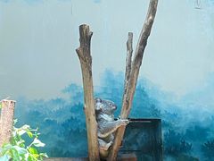 -广州长隆野生动物世界