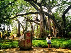 -瑞丽独树成林风景区