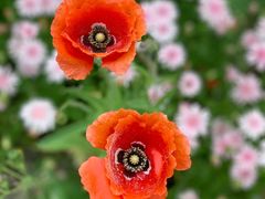 -花开海上生态园