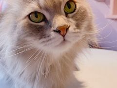-猫儿山۰猫主题餐厅