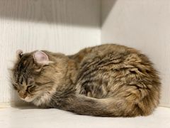 -猫小院猫主题餐厅(三里屯店)