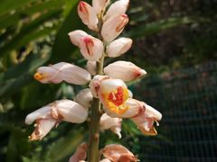 -广州神农草堂中医药博物馆