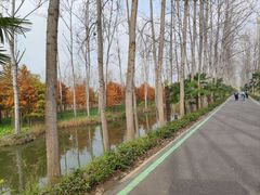 -合肥滨湖国家森林公园