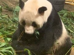 -深圳野生动物园