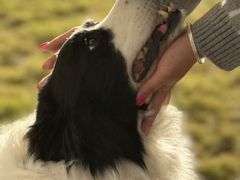 -趣玩宠物乐园寄养训犬训狗游泳池