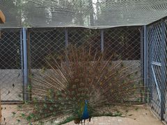 -长白岛森林公园