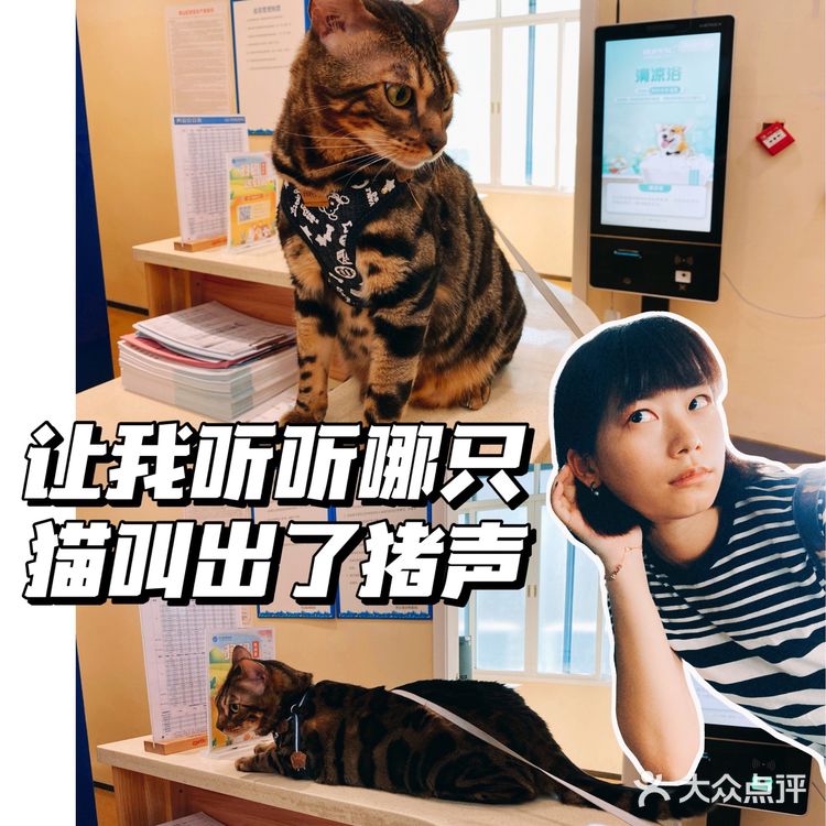 体验|猫咪打疫苗—丢脸丢到姥姥家🐈👵🏻