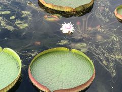 -荷塘月色湿地公园·向阳花洲