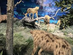 -国家自然博物馆