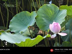 -荔湾湖公园
