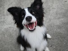 -菲尔斯特宠物医院