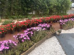 -蘑统田下·野生菌火锅