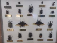 -上海昆虫博物馆