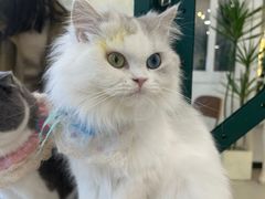 -共舞时光猫咖·狗咖(新街口店)