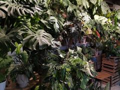 -自由生长植物工作室(深港花卉中心店)