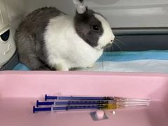 -东莞宠友24H宠物中心医院·转诊夜诊·异宠(新河北路院)