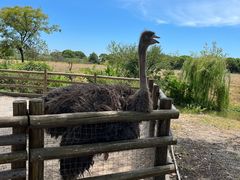 -苏州太湖西山岛开心农场