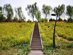 -洨河生态公园